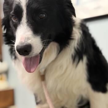 CHEVY -  Border Collie Dog for Adoption in Shawnee, Oklahoma - CHEVY | PetCurious