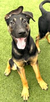 German Shepherd Dog Dogs Available for Adoption - Harper | PetCurious
