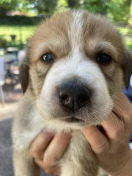 Shepherd and Husky Dogs Available for Adoption in Holly Springs, North Carolina - Benny - Sweets Litter | PetCurious