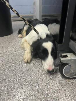 Honey -  Border Collie Dog for Adoption in Georgetown, Ohio - Honey | PetCurious
