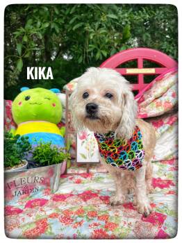 Miniature Poodle Dogs Available for Adoption in Sebring, Florida - Kika | PetCurious