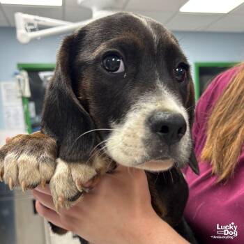 Border Collie Dogs Available for Adoption in Washington, District Of Columbia - Gunner | PetCurious