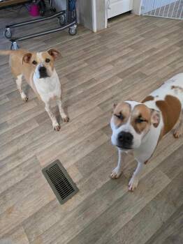 Boxer and Labrador Retriever Dogs Available for Adoption in Rutherfordton, North Carolina - Penelopi (Courtesy Post) | PetCurious