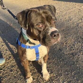 Pit Bull Terrier and Mastiff Dogs Available for Adoption in Grand Junction, Colorado - Gemma | PetCurious