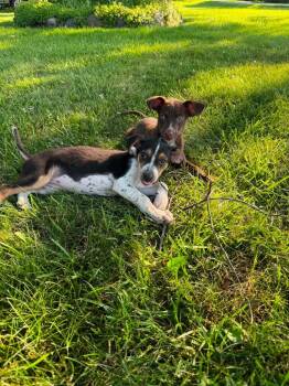 Chloe -  Mixed Breed and Beagle Dog for Adoption in Bristol, Wisconsin - Chloe | PetCurious