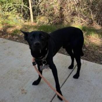 Maverick -  Black Labrador Retriever Dog for Adoption in Lynchburg, Virginia - Maverick | PetCurious