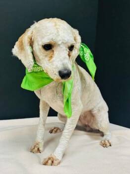 Luna -  Cavapoo Dog for Adoption in Hawk Point, Missouri - Luna | PetCurious