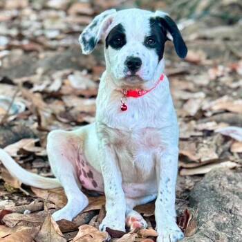 Great Pyrenees Dogs Available for Adoption in Grand Bay, Alabama - Stellie | PetCurious