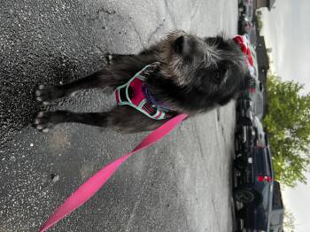 Labradoodle Dogs Available for Adoption in Akron, Ohio - Vanna Gogh | PetCurious