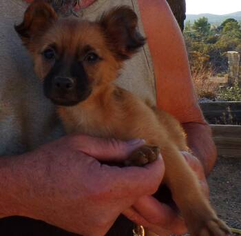 Rescue Chihuahua Dogs for Adoption in Corona, California - SUGAR PLUM | PetCurious