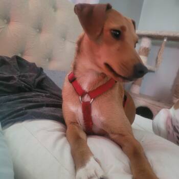 Rat Terrier and Chihuahua Dogs Available for Adoption in Bauxite, Arkansas - Blanche | PetCurious