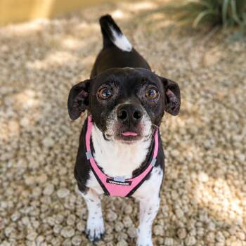 Lewis -  Chihuahua and Jack Russell Terrier Dog for Adoption in Scottsdale, Arizona - Lewis | PetCurious