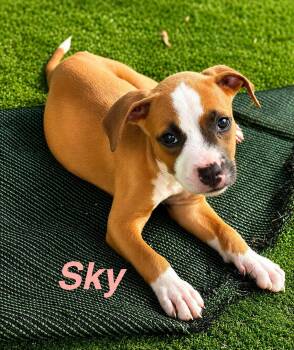 Sky -  American Staffordshire Terrier Dog for Adoption in Jefferson, New Jersey - Sky | PetCurious