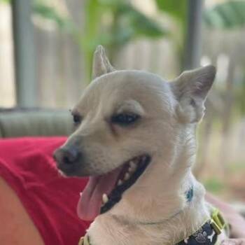 Chihuahua Dogs Available for Adoption in Niagara Falls, Ontario - Taco (20260415-02) | PetCurious