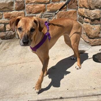 Sparrow -  Terrier and Hound Dog for Adoption in Stanhope, New Jersey - Sparrow | PetCurious