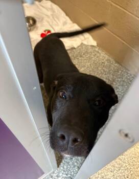 Labrador Retriever Dogs Available for Adoption - Shannon | PetCurious