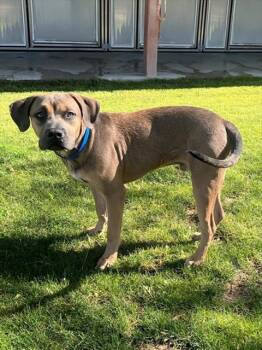 Pit Bull Terrier and Mixed Breed Dogs Available for Adoption in Thousand Palms, California - ANONYMOUS | PetCurious