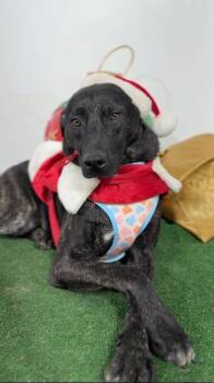 Snickers-One of our Amazing Rescue Dogs -  Black Labrador Retriever and Mountain Dog Dog for Adoption in Carlsbad, California - Snickers-One Of Our Amazing Rescue Dogs | PetCurious