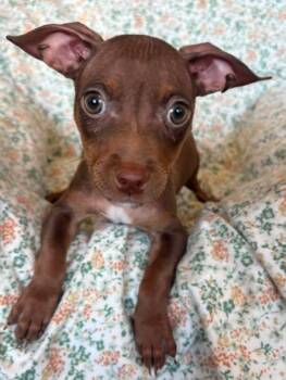 Monster Inc Clan 4 -  Chihuahua and Pit Bull Terrier Dog for Adoption in San Tan Valley, Arizona - Monster Inc Clan 4 | PetCurious