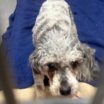 Cindy -  Miniature Poodle Dog Available for Adoption in Normal, Illinois - Cindy | PetCurious