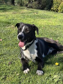 Border Collie and Australian Shepherd Dogs Available for Adoption - LUCAS | PetCurious