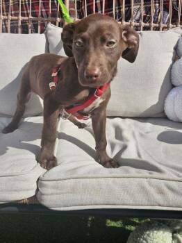 Rescue Chocolate Labrador Retriever and Pointer Dogs for Adoption in Shorewood, Illinois - Cutie Pie Litter | PetCurious