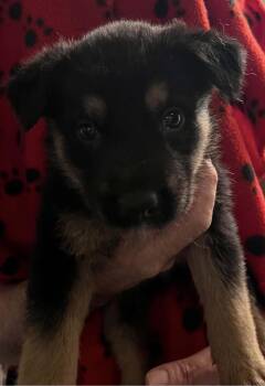 Nash  -  Mixed Breed Dog Available for Adoption in Madison, Wisconsin - Nash  | PetCurious