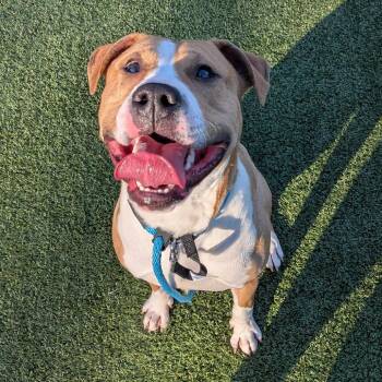 Juju -  Terrier Dog Available for Adoption in Chattanooga, Tennessee - Juju | PetCurious