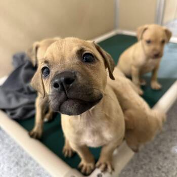 Mixed Breed Dogs Available for Adoption in St. Augustine, Florida - Blaze | PetCurious