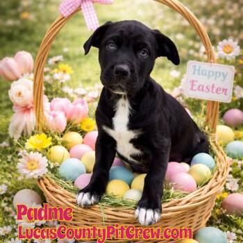 Labrador Retriever and Australian Shepherd Dogs Available for Adoption - Padme | PetCurious