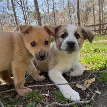 Mixed Breed Dogs Available for Adoption - Petar | PetCurious