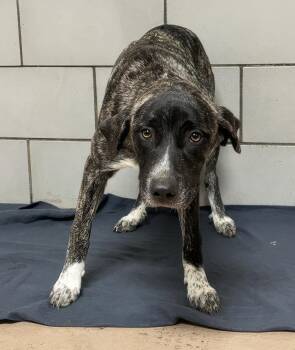 Mariposa -  Mixed Breed Dog for Adoption in Nashville, Tennessee - Mariposa | PetCurious