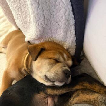 Mixed Breed Dogs Available for Adoption in Buffalo, Minnesota - Cremini | PetCurious