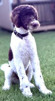 Kobe PKA Kobe Bryant -  Labradoodle and Poodle Dog for Adoption in Dallas, Texas - Kobe PKA Kobe Bryant | PetCurious