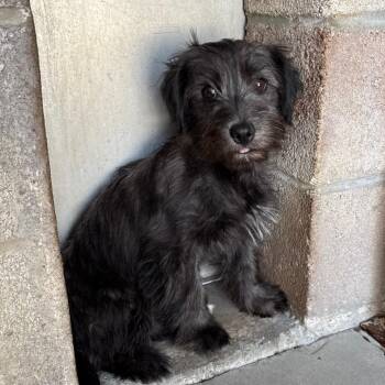 Chihuahua and Terrier Dogs Available for Adoption in Goleta, California - Linguini | PetCurious