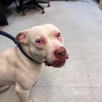 Hyper Piper -  Pit Bull Terrier Dog for Adoption in Philadelphia, Pennsylvania - Hyper Piper | PetCurious