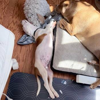 Ralph -  Mixed Breed Dog for Adoption in Fredericksburg, Virginia - Ralph | PetCurious
