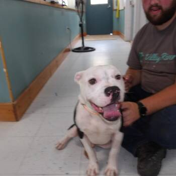 Lux -  English Bulldog and Mixed Breed Dog for Adoption in Marble, North Carolina - Lux | PetCurious