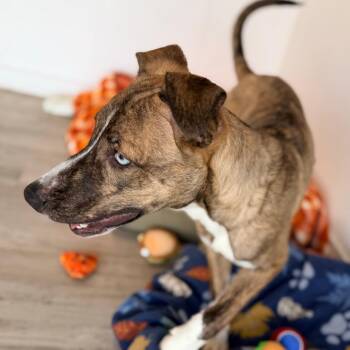 Elle -  Husky and Mixed Breed Dog for Adoption in Green Bay, Wisconsin - Elle | PetCurious