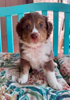 [ADOPTION PENDING] - ARPH 14703 - Star -  Australian Shepherd Dog for Adoption in North Richland Hills, Texas - [ADOPTION PENDING] - ARPH 14703 - Star | PetCurious