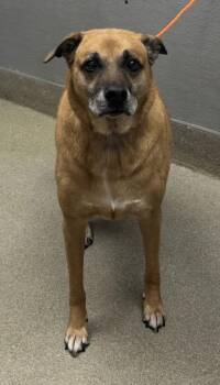 Rescue German Shepherd Dog and Mixed Breed Dogs for Adoption in Las Vegas, Nevada - ACE | PetCurious