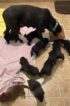 Miley -  Labrador Retriever and Collie Dog for Adoption in Ashland, Wisconsin - Miley | PetCurious