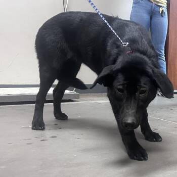 Black Labrador Retriever Dogs Available for Adoption - Scar Jo | PetCurious