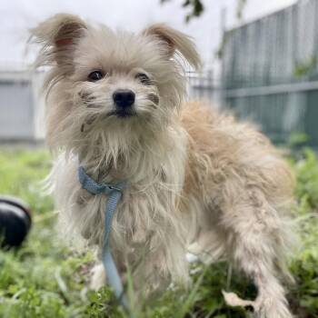 Maltese Dogs Available for Adoption in Wimberley, Texas - Dune | PetCurious