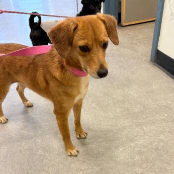 Mixed Breed Dogs Available for Adoption in Philadelphia, Pennsylvania - Mooch | PetCurious