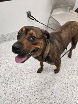 When -  German Shepherd Dog and Mixed Breed Dog for Adoption in Atlanta, Georgia - When | PetCurious