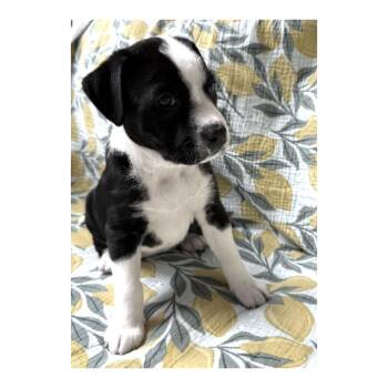 Eleven -  Pit Bull Terrier and Labrador Retriever Dog for Adoption in Minneapolis, Minnesota - Eleven | PetCurious