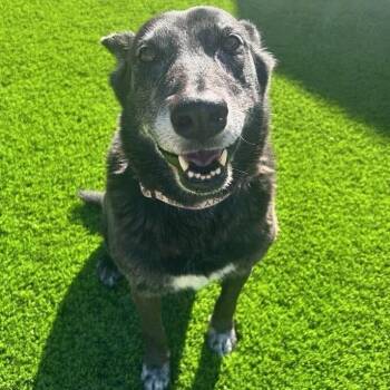 Onyx -  German Shepherd Dog and Belgian Shepherd Malinois Dog for Adoption in Las Vegas, Nevada - Onyx | PetCurious