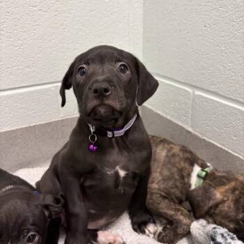 gatsby -  Mixed Breed Dog for Adoption in Chattanooga, Tennessee - Gatsby | PetCurious
