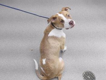 EMME -  Labrador Retriever and Mixed Breed Dog for Adoption in Omaha, Nebraska - EMME | PetCurious